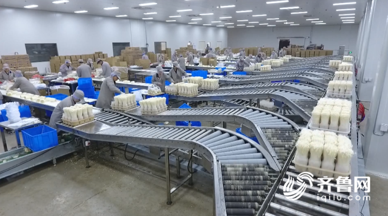 2019年山東農(nóng)業(yè)科技服務(wù)（扶貧）月啟動(dòng)儀式在鄒城舉行，開啟技術(shù)推廣新篇章